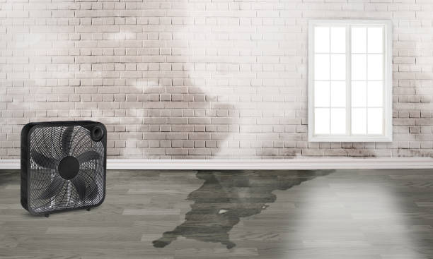 Best Mold removal after water damage  in College Park, GA